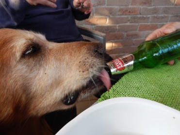 Dog drinking beer.